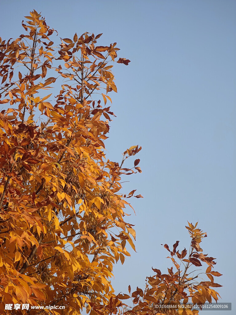 秋日金黄树叶映蓝天