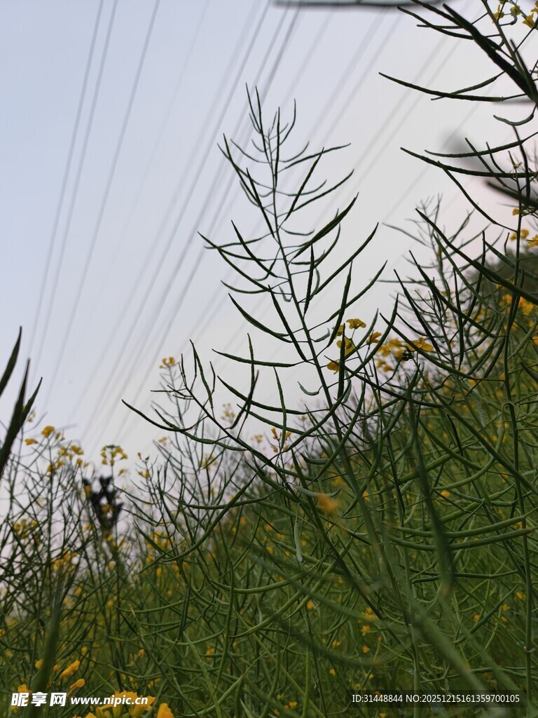 田野中的绿植与电线