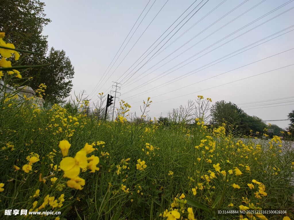 田野黄花间的电线与行人