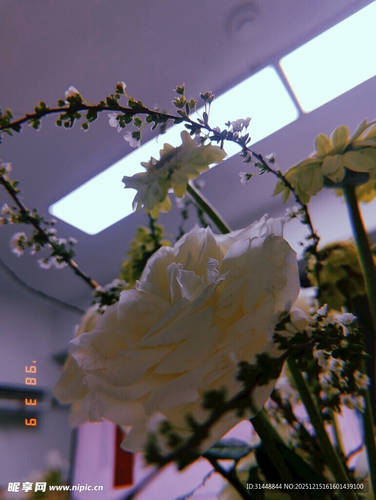 室内绽放的美丽花卉