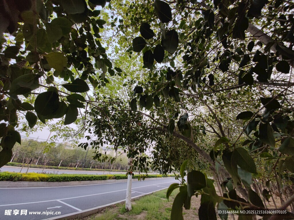 林荫下的道路风景