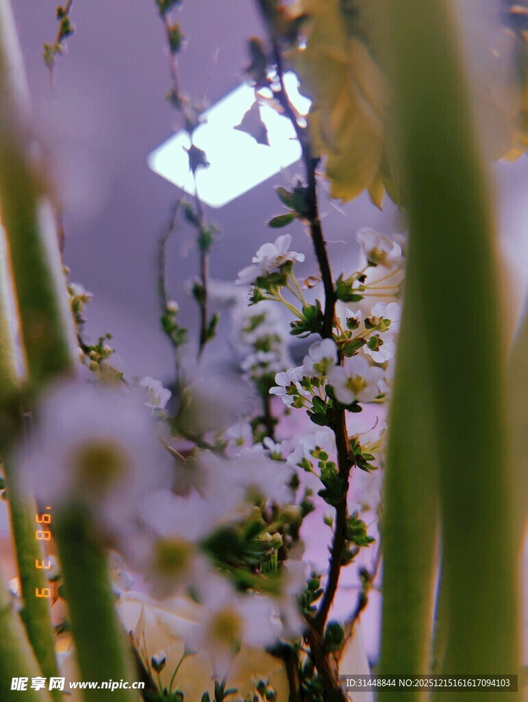 春日繁花枝头绽放