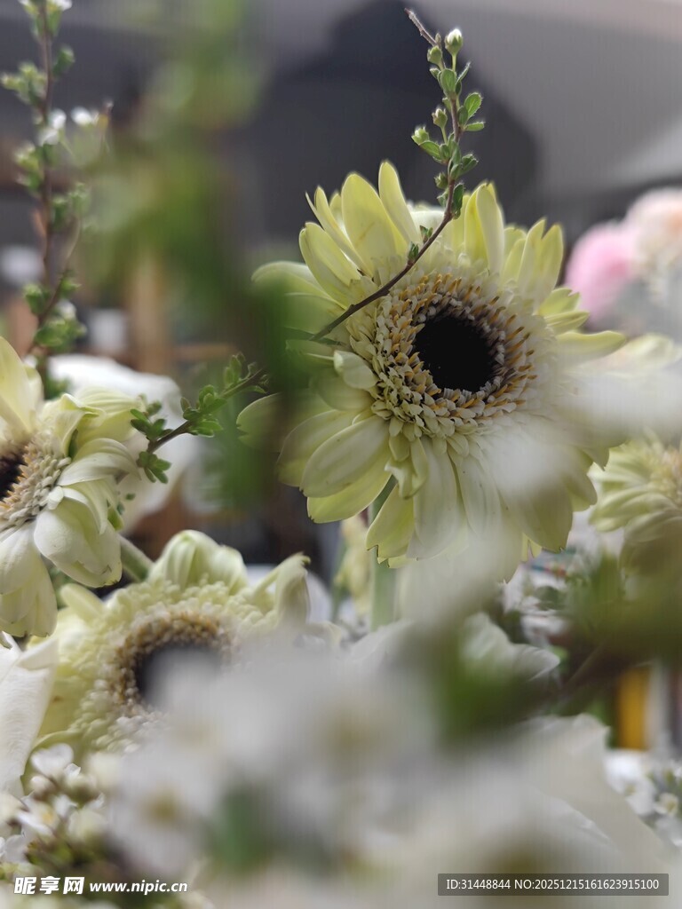 清新淡雅的花卉特写