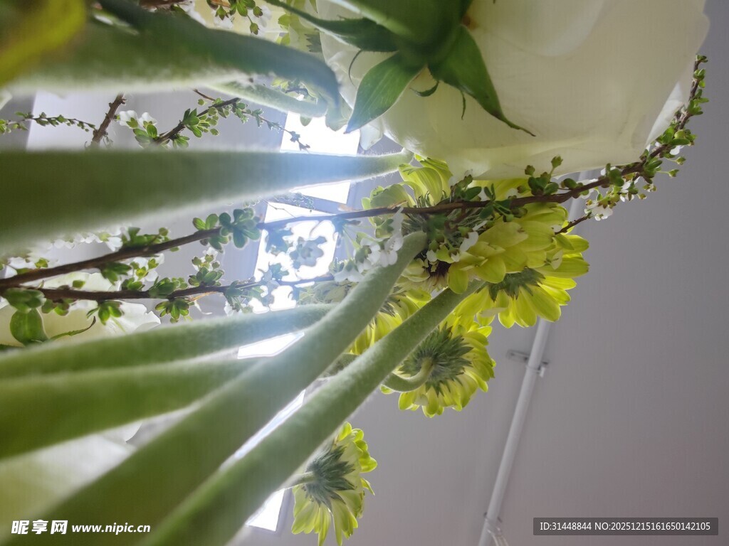 室内绿植花卉特写