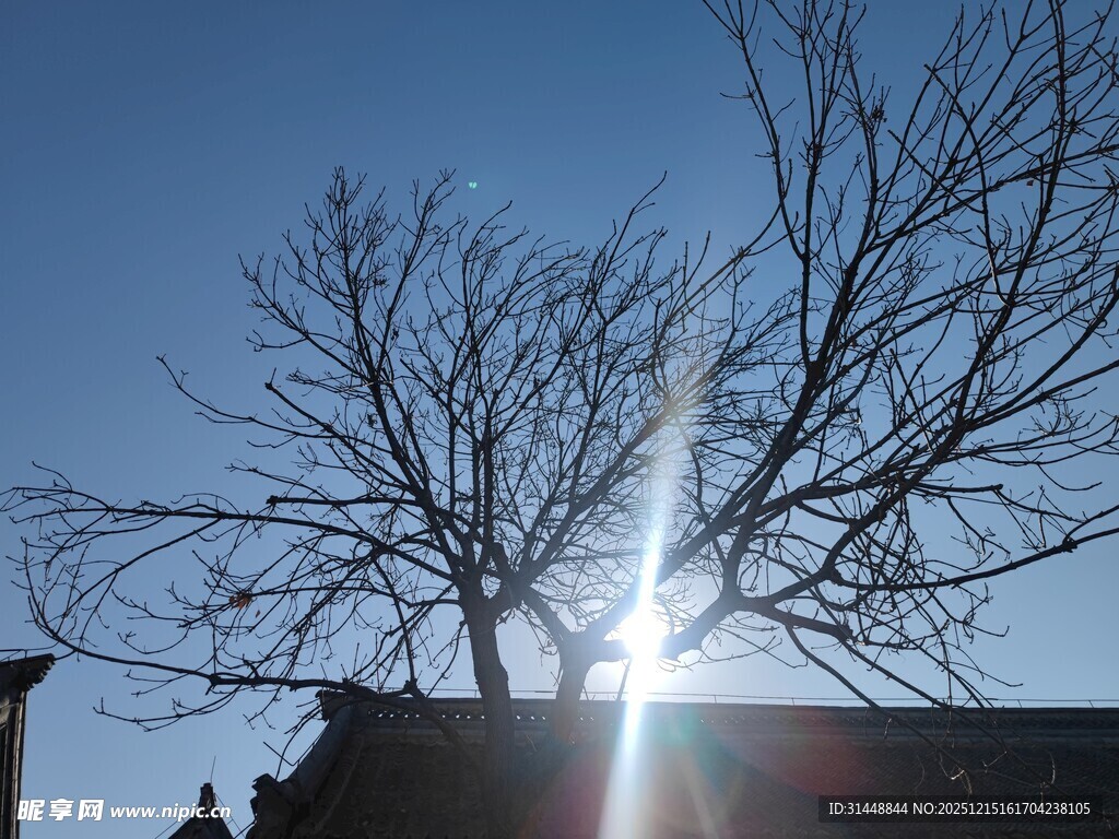 冬日枯树与耀眼阳光