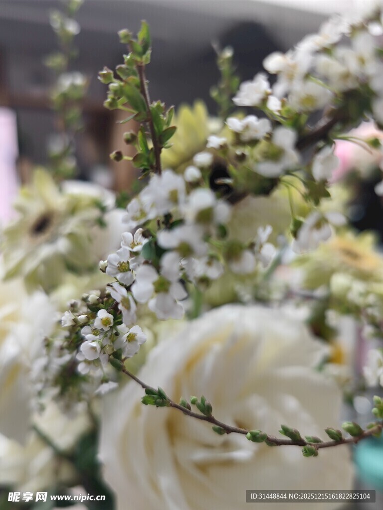 清新素雅的白色花卉组合