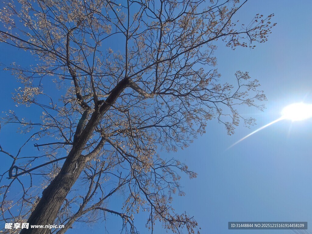 蓝天枯枝下的冬日景象
