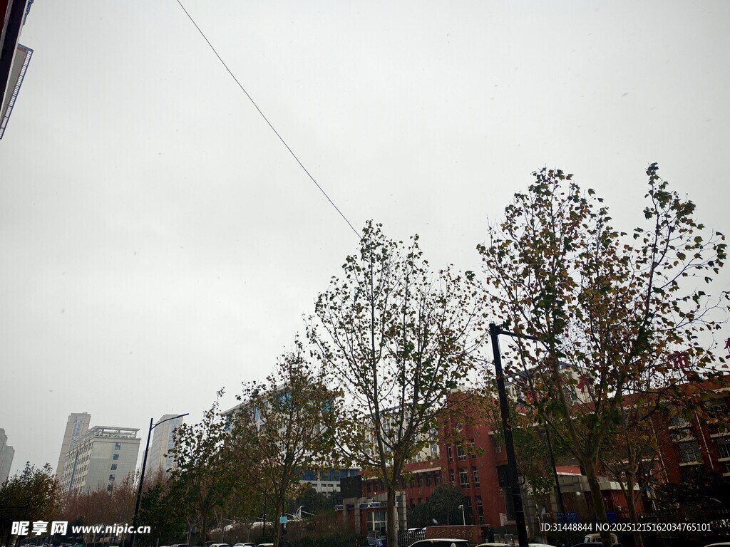 阴天街道旁的树木景观