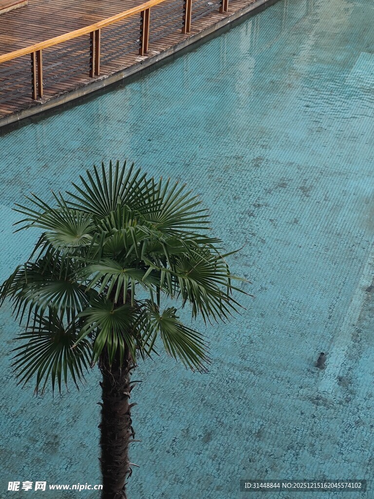 泳池边的棕榈树