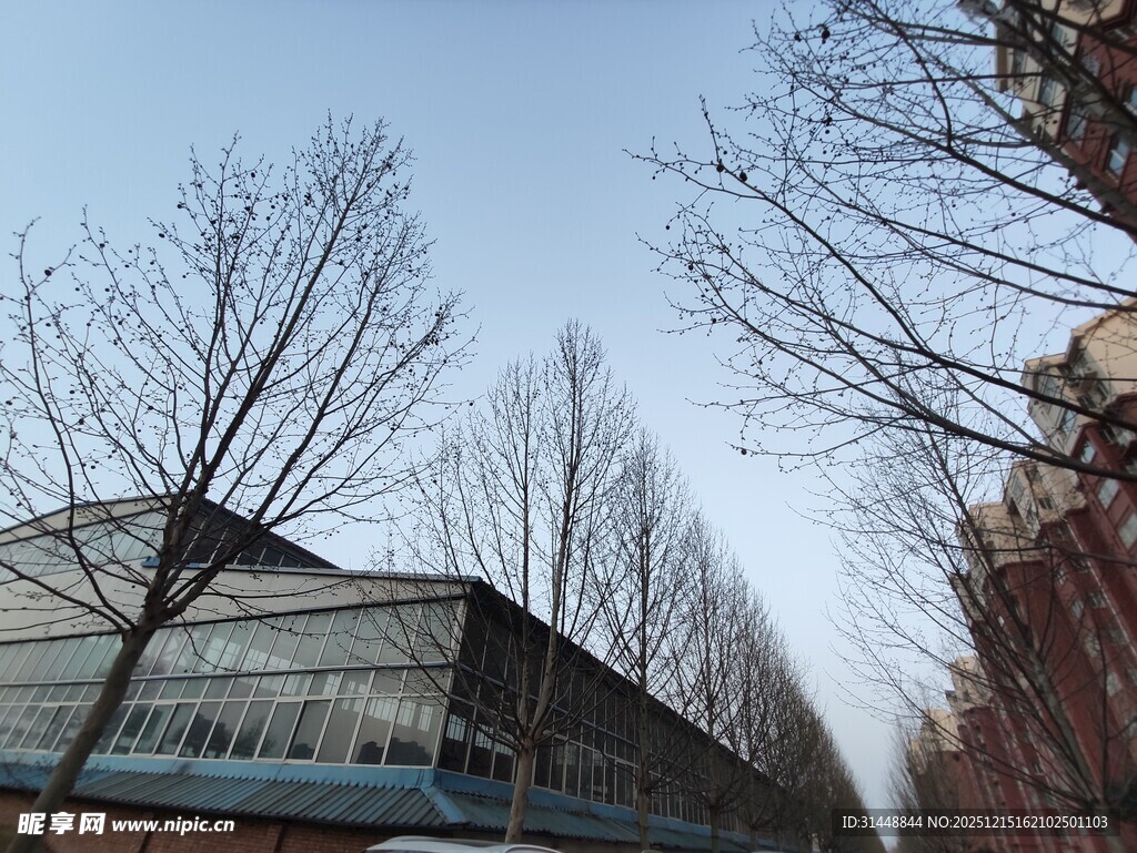 冬日城市中光秃树木与建筑