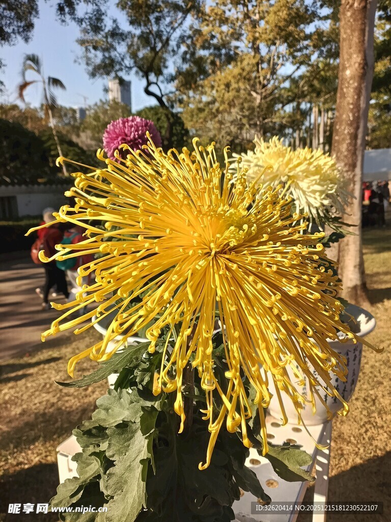 金黄绽放的绚丽菊花