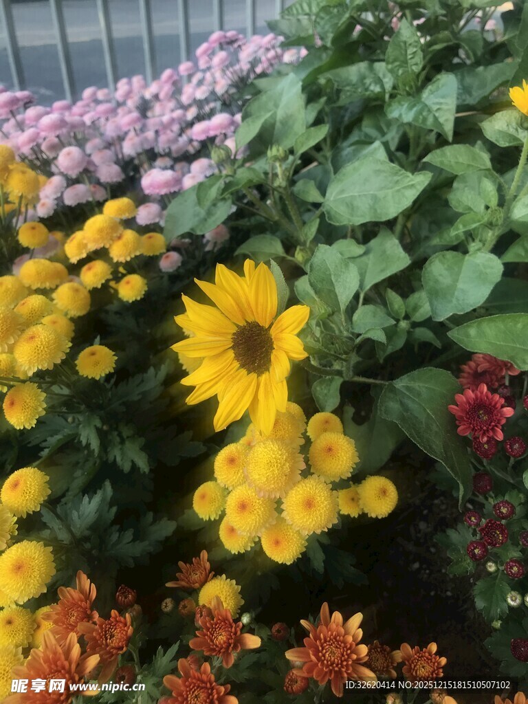 多彩花卉绽放生机