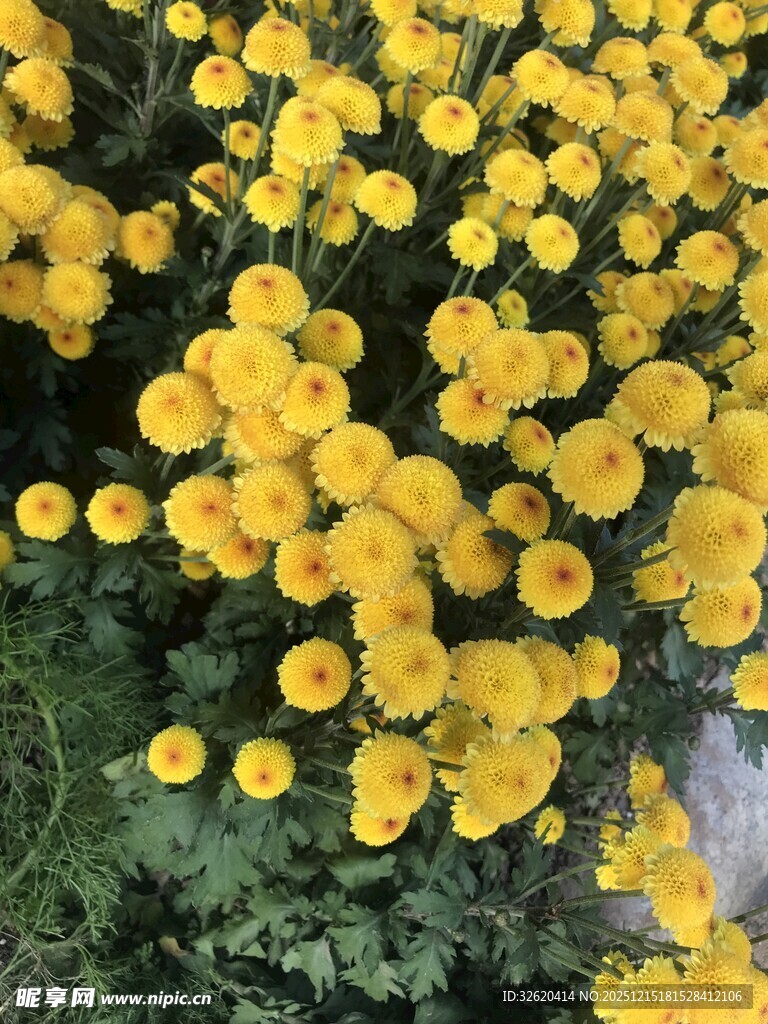 金黄灿烂的菊花绽放