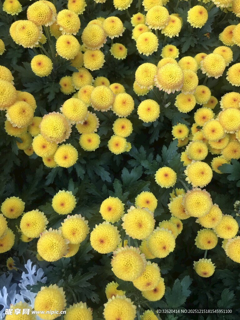 金黄灿烂的小菊花