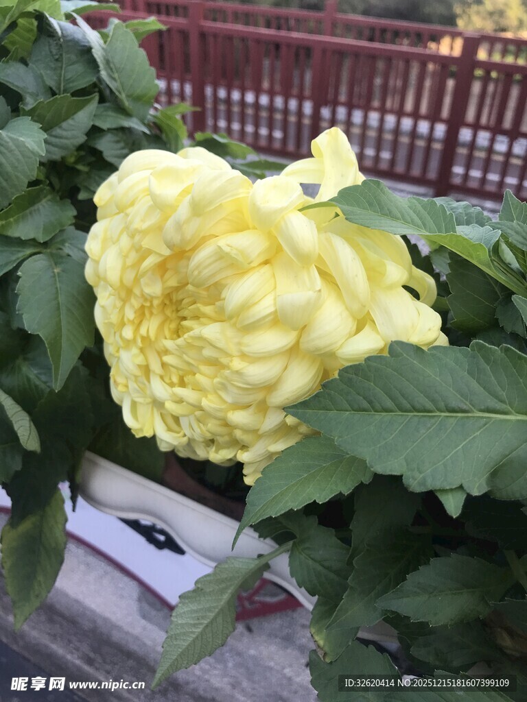 盛开的黄色大朵菊花