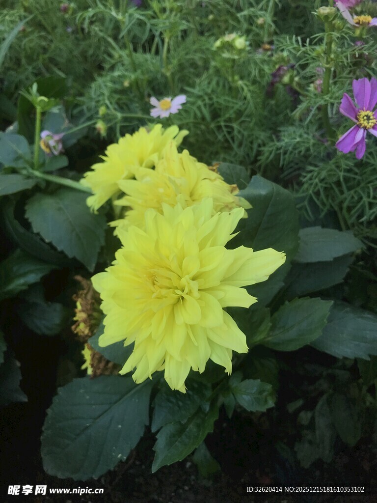 黄色大丽花绽放于绿植间