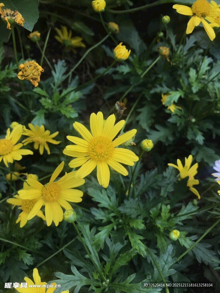 绽放的黄色小花