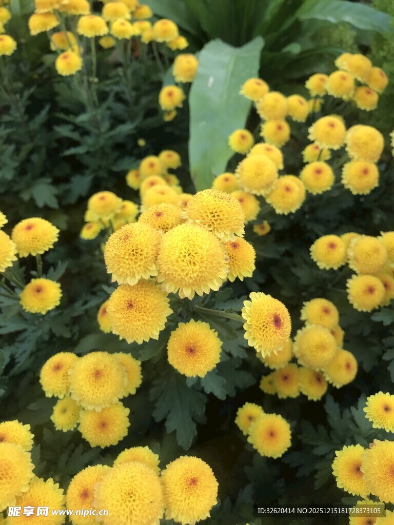 黄色小菊花绽放