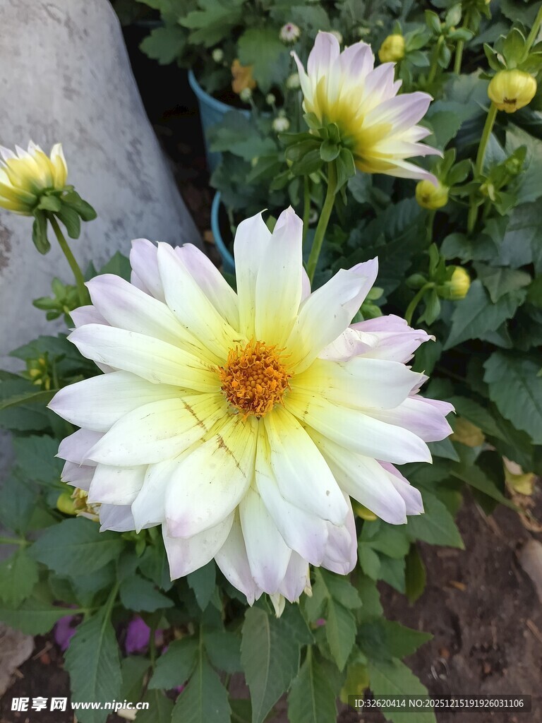 白色大丽花绽放