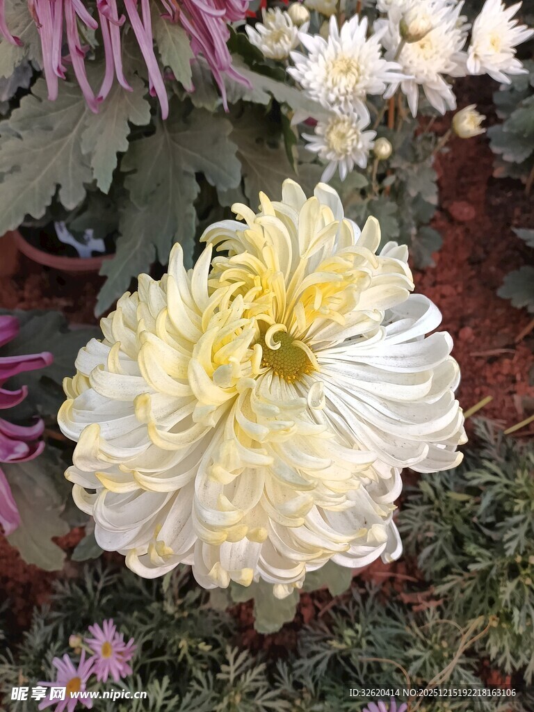 绽放的美丽白菊花