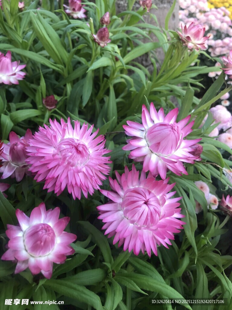 美丽绽放的粉色花朵