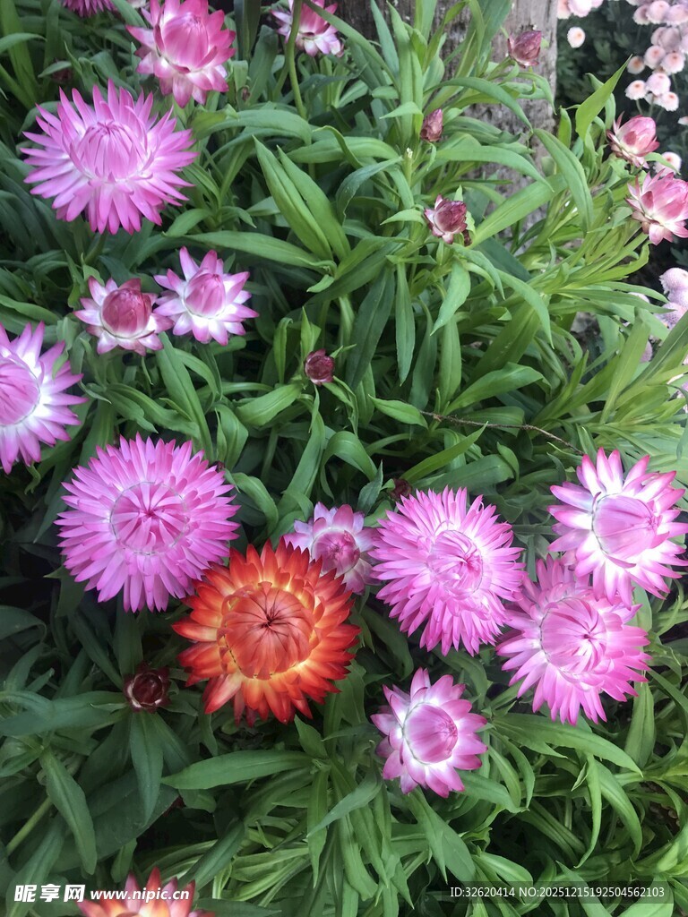 多彩矢车菊绽放