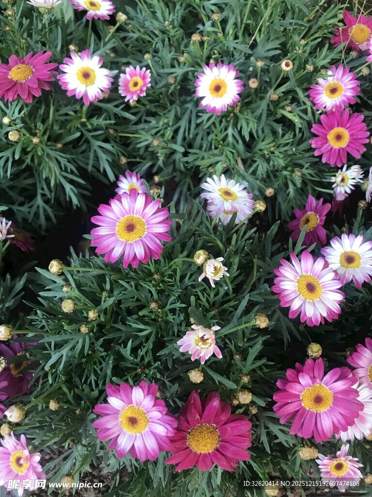 多彩雏菊绽放美丽瞬间