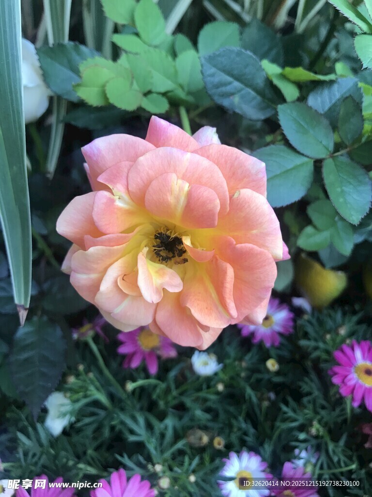 娇艳粉玫瑰与多彩小花