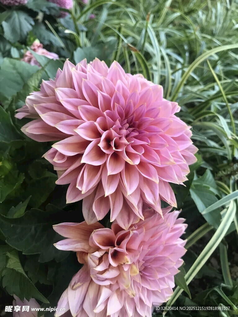 娇艳粉色菊花绽放