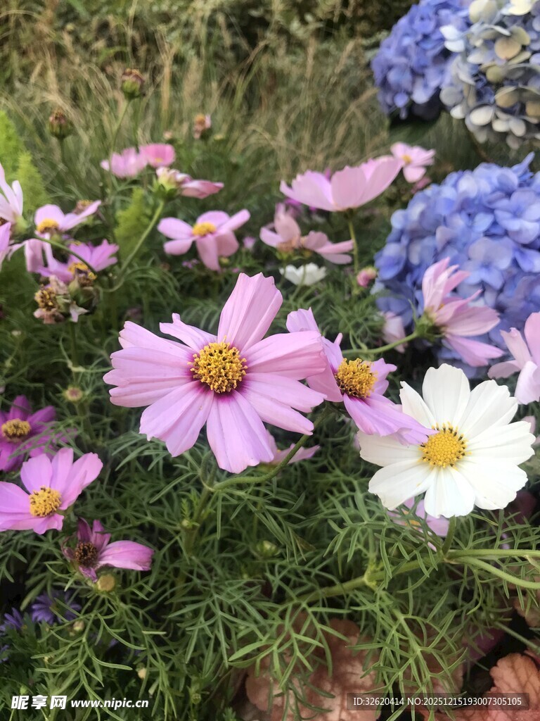 波斯菊与绣球花绽放