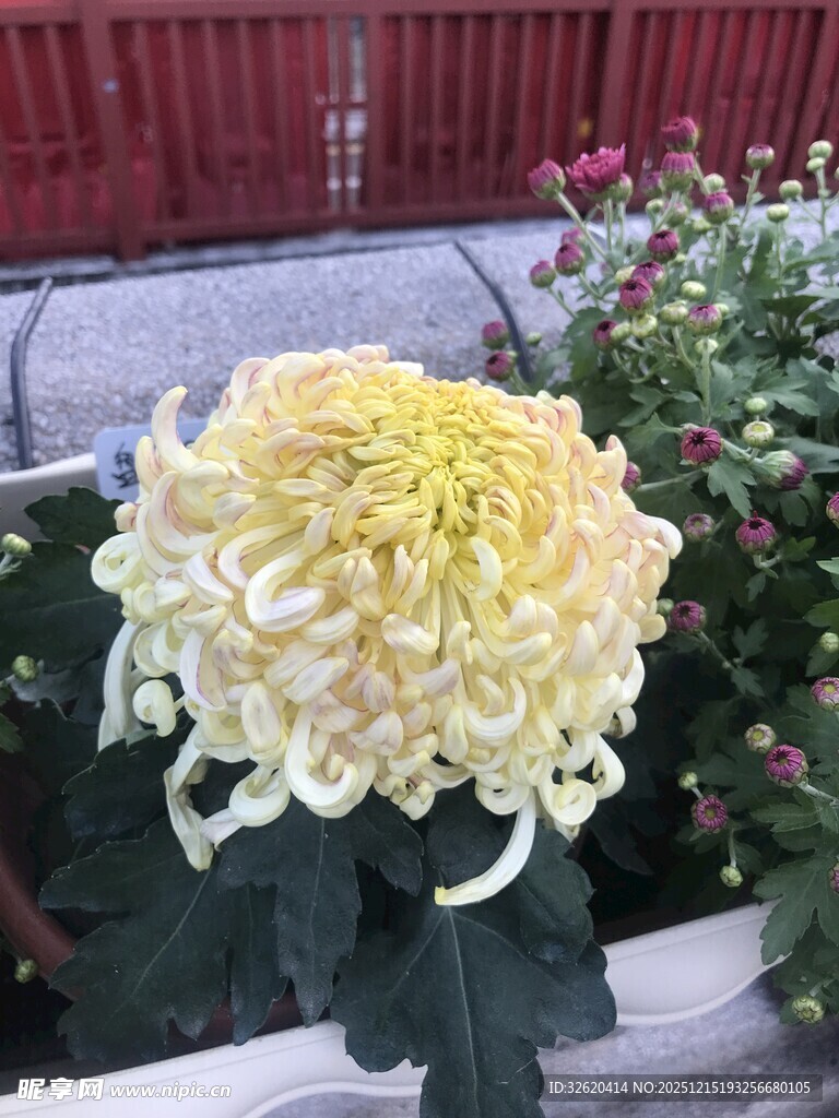 盛开的黄色菊花