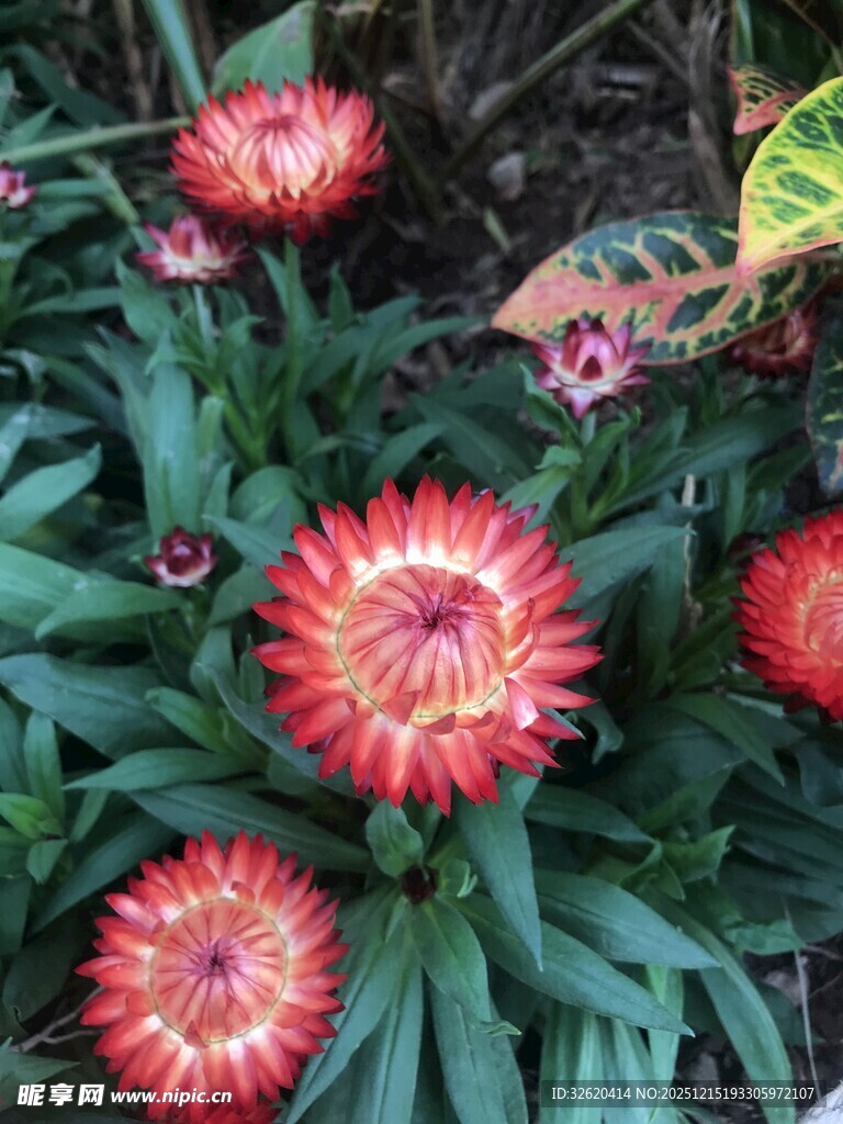 鲜艳麦秆菊绽放绿叶间