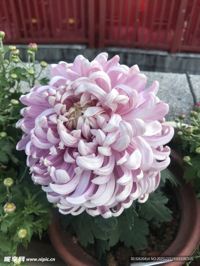 粉紫色菊花盆栽