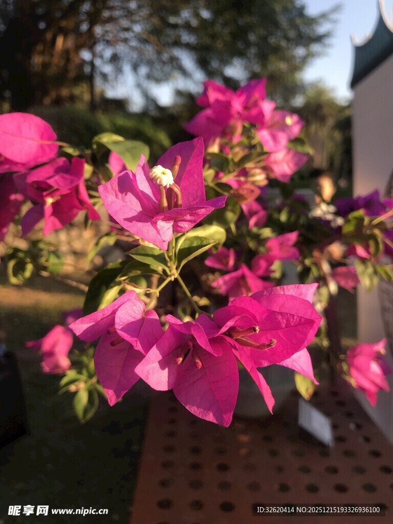 娇艳三角梅绽放于户外