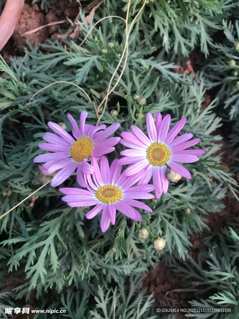 紫色小花绽放草丛