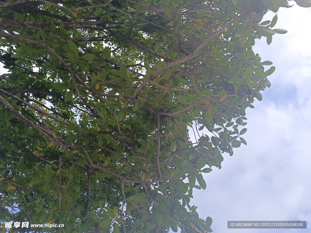 仰视繁茂树冠与蓝天白云