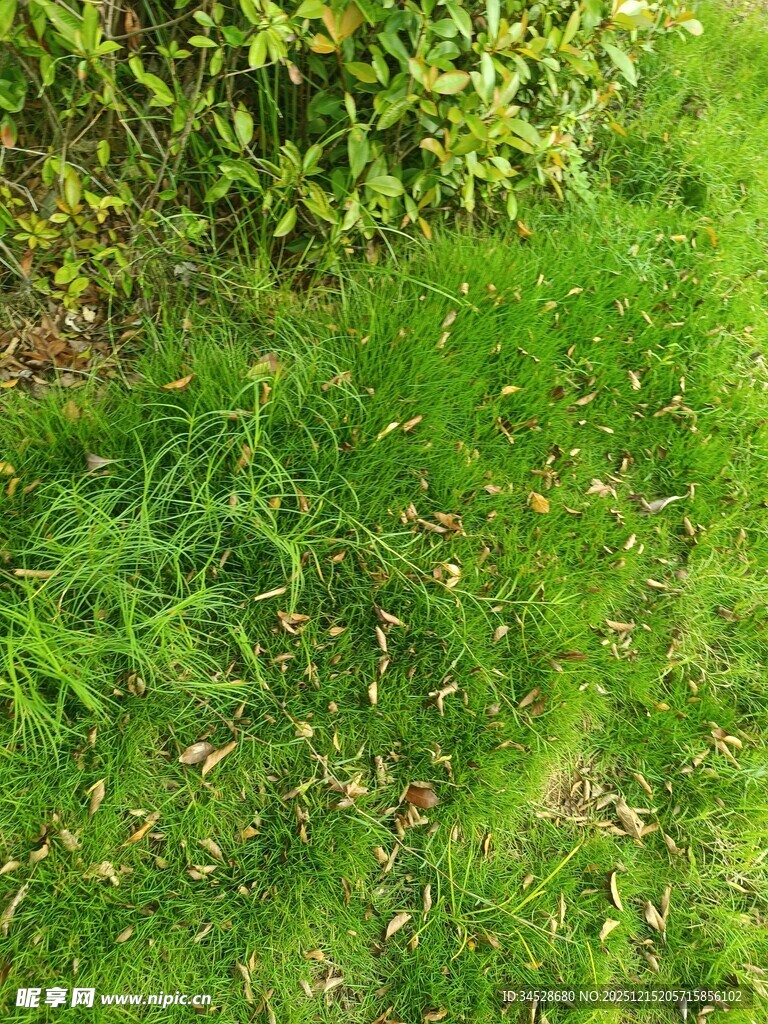 翠绿草地与灌木丛景观