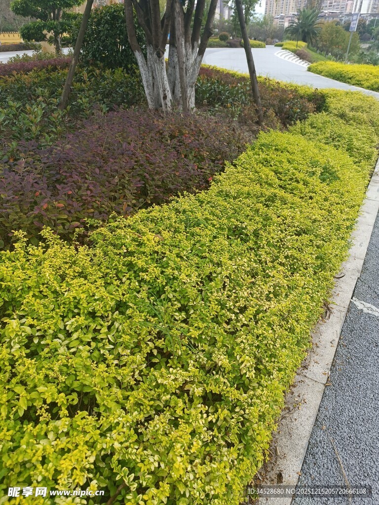 路边黄绿相间的绿植景观