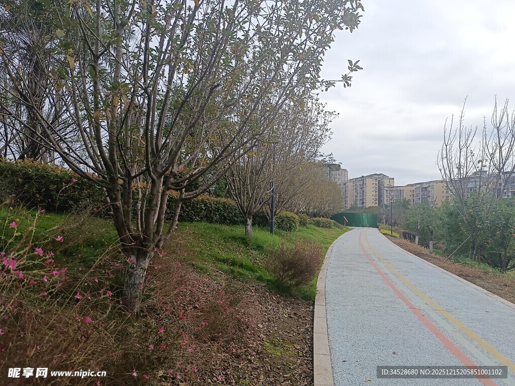 城郊彩色步道旁的树木