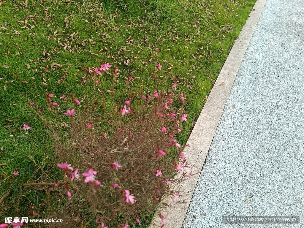 落花铺地于路边