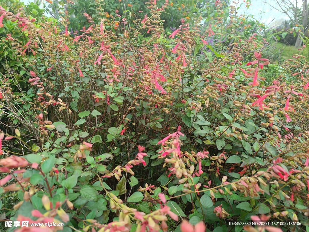 秋日斑斓花卉植物景观