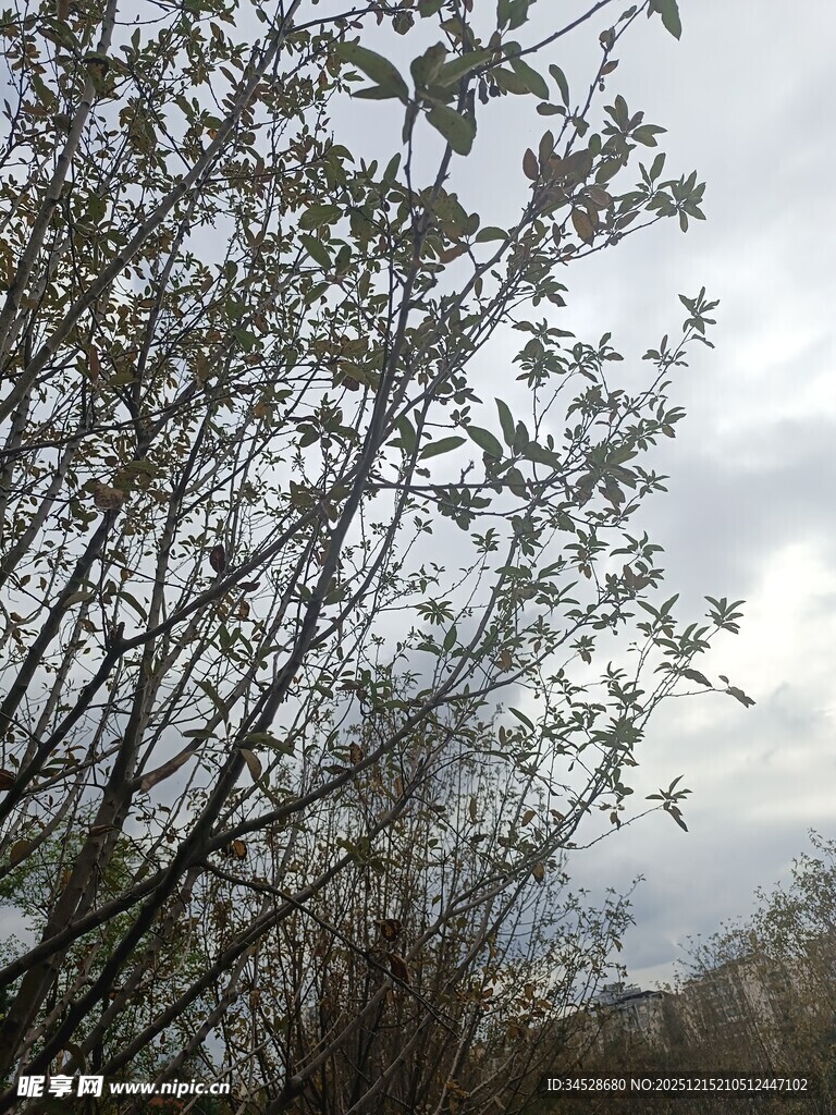 枝头新叶映灰白天空