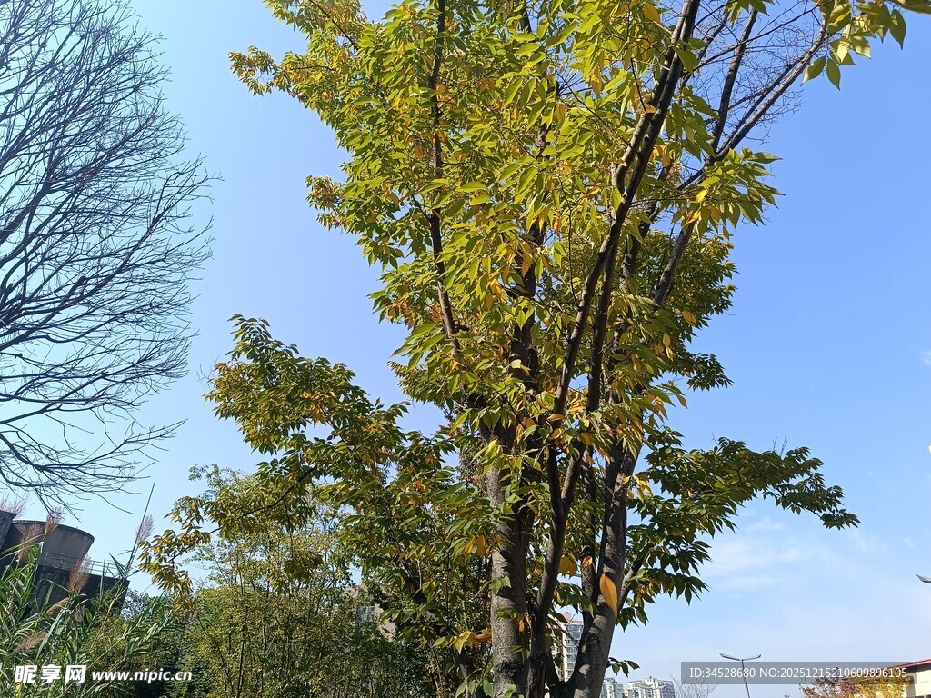 秋日挺拔绿树映蓝天