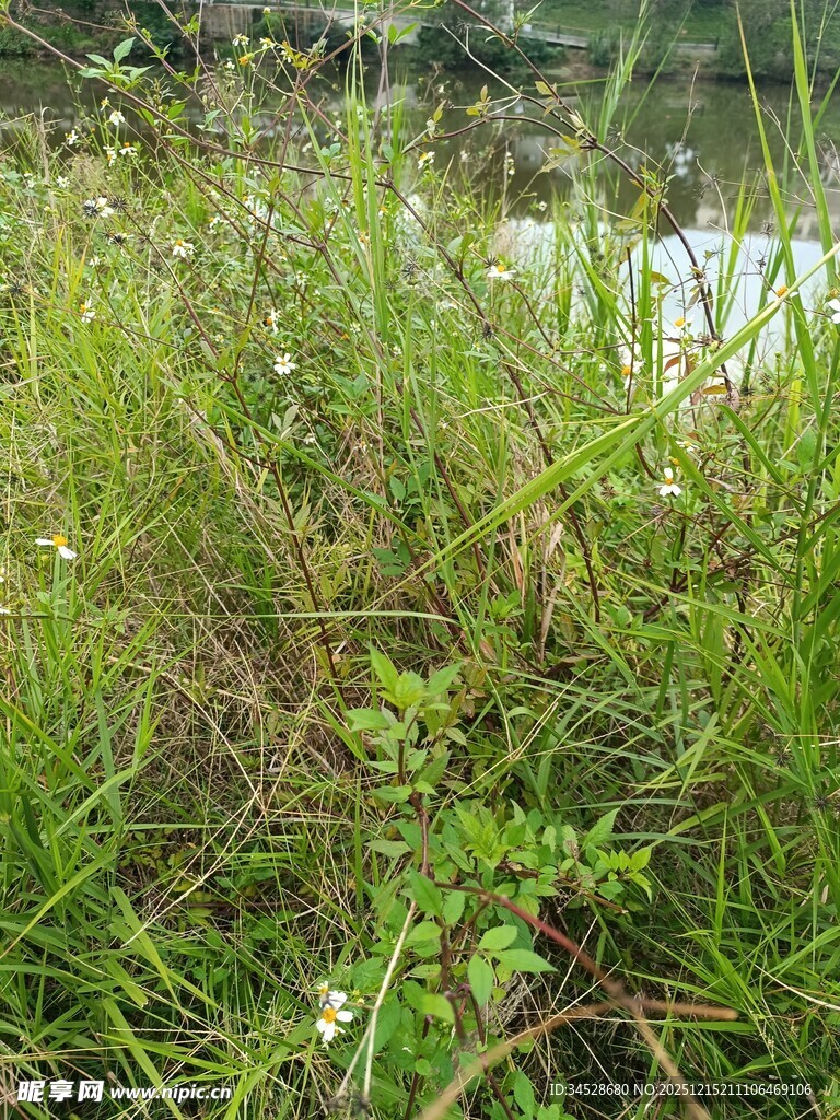 湖畔繁茂的绿色野草