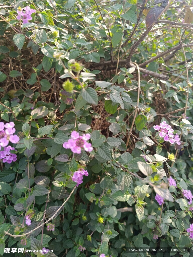 繁茂花丛中的娇艳紫花