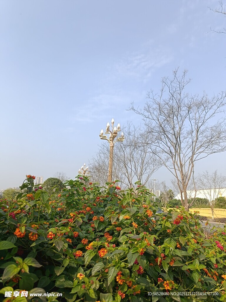 冬日绿植与光秃树木景观