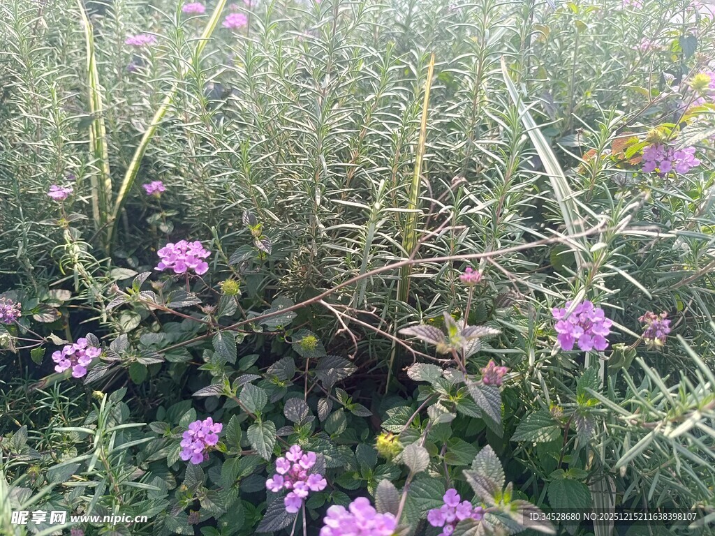 野外绽放的紫色小花