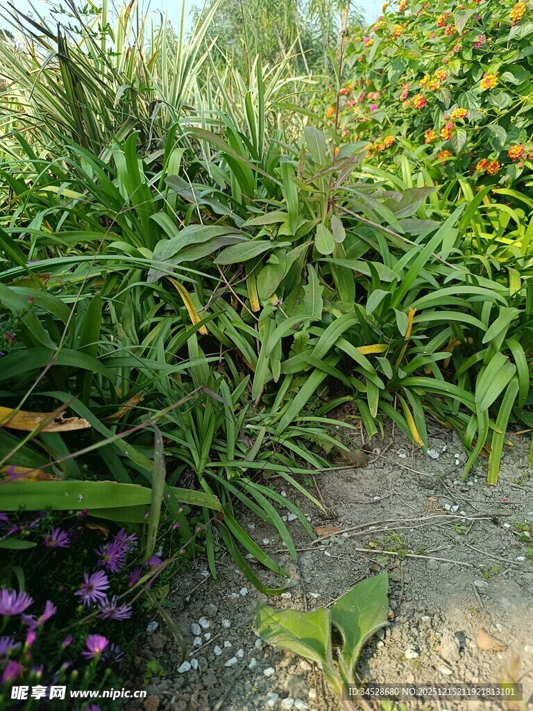 花园中的多样绿植景观