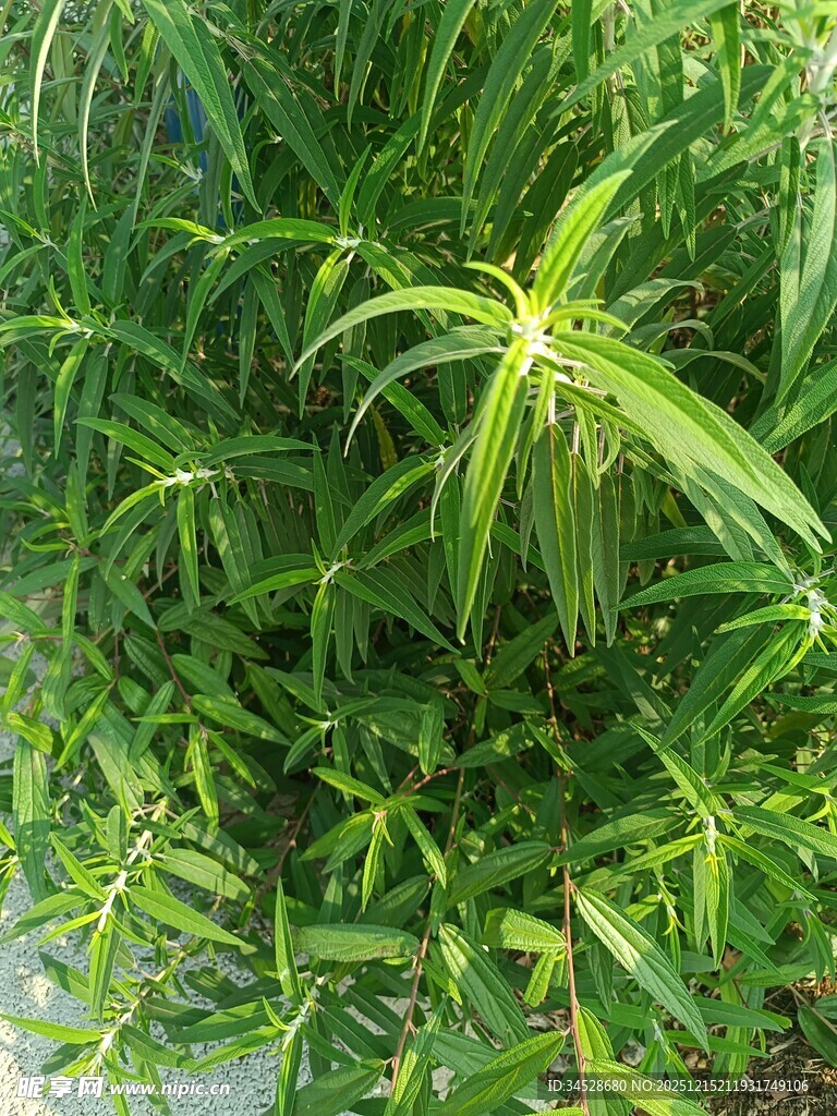 翠绿茂盛的植物枝叶