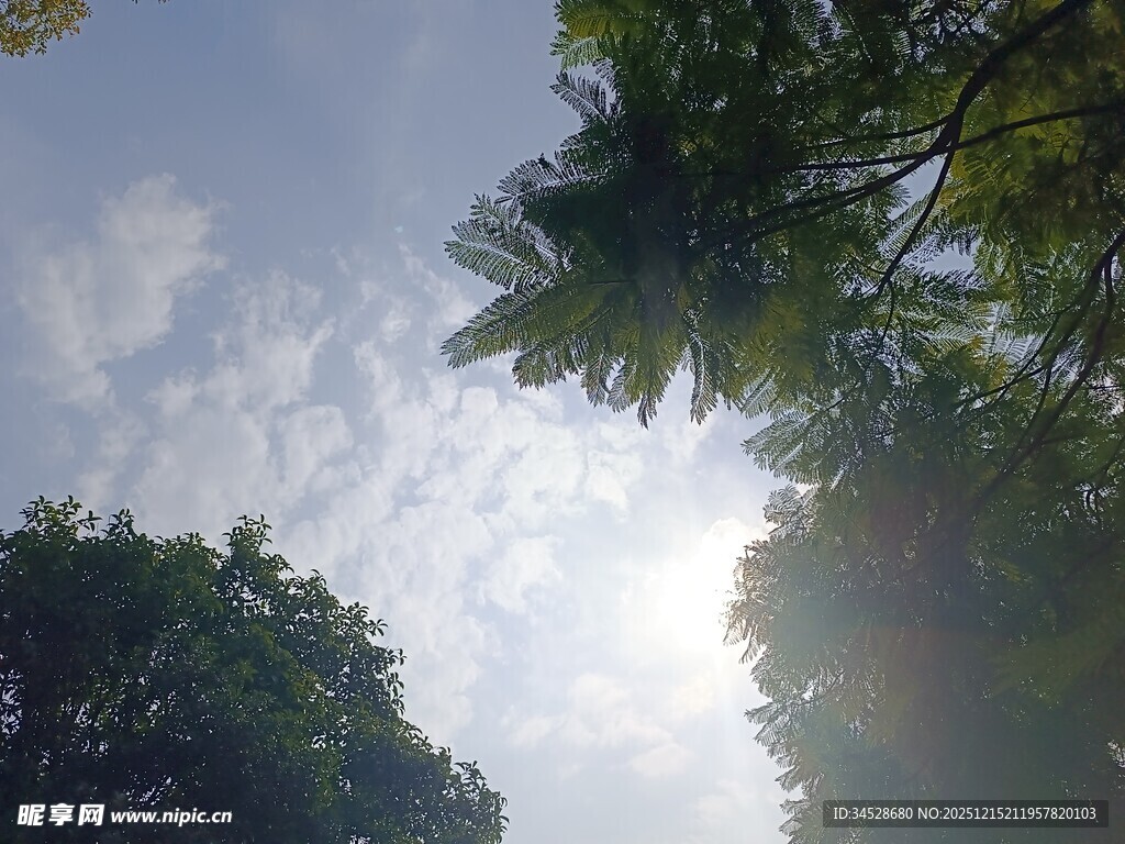 仰视林间天空与繁茂枝叶